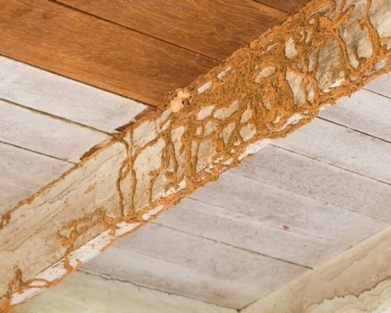 Wood beam with termite damage visible